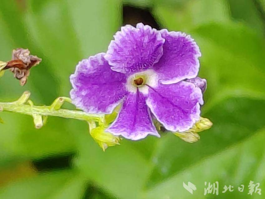 炸三张金花游戏下载不充钱